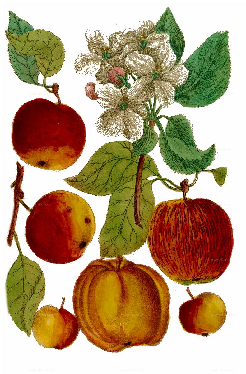 malus pumila apfel sylvestris rosaceae orchard holz