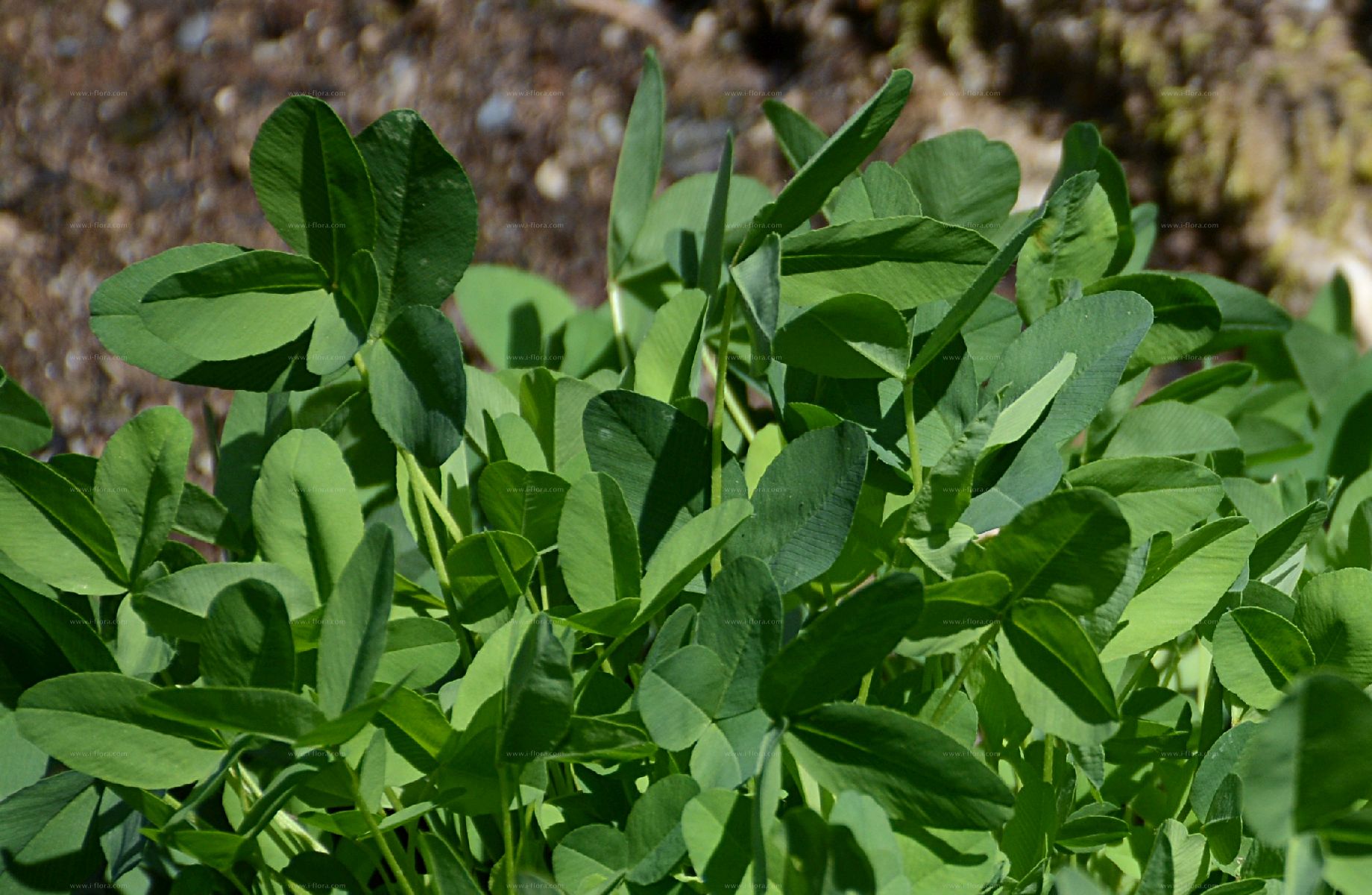 Stammbaum - Brauner Klee (Trifolium spadiceum L.)