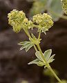 Bleicher Frauenmantel - Alchemilla pallens Buser