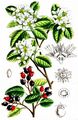 Saskatoon - Amelanchier alnifolia (Nutt.) M. Roem.
