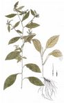 Nickende Kragenblume - Carpesium cernuum L. 