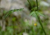Alpen-Kälberkropf - Chaerophyllum villarsii W. D. J. Koch