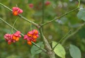 Gewöhnliches Pfaffenhütchen - Euonymus europaeus L.
