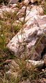 Niedriger Schwingel - Festuca quadriflora Honck.