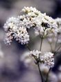 Glaucous Bedstraw - Galium glaucum L.