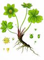 Hacquetia - Hacquetia epipactis (Scop.) DC.