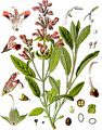 Salvia officinalis - Echter Salbei (Lamiaceae)