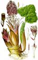 Gewöhnliche Pestwurz - Petasites hybridus (L.) G. Gaertn. & al.
