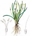 Europäischer Strandling - Plantago uniflora L.