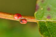Wild Cherry - Prunus avium (L.) L. 
