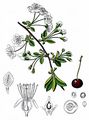 Sauer-Kirsche - Prunus cerasus L. 