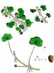 Efeublättriger Wasserhahnenfuß - Ranunculus hederaceus L. 