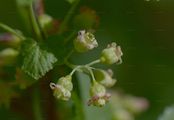 Black Currant - Ribes nigrum L.