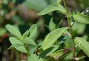 Gewöhnliches Seifenkraut - Saponaria officinalis L.