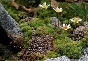 Mossy Saxifrage - Saxifraga bryoides L.