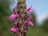 Sumpf-Ziest - Stachys palustris L.
