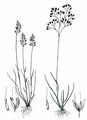 Silver Hair-Grass - Aira caryophyllea L.
