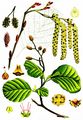 Alder - Alnus glutinosa (L.) Gaertn.