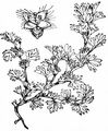 Parsley-Piert - Aphanes arvensis L.