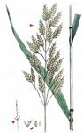 Roggen-Trespe - Bromus secalinus L. 