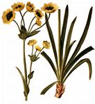 Stern-Hasenohr - Bupleurum stellatum L. 