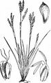 Finger-Segge - Carex digitata L.