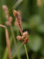 Zweizeilige Segge - Carex disticha Huds.