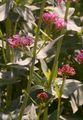 Rote Spornblume - Centranthus ruber (L.) DC.