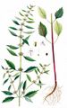 False Motherwort - Chaiturus marrubiastrum (L.) Ehrh. ex Rchb.