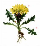 Triglav-Pippau - Crepis terglouensis (Hacq.) A. Kern. 