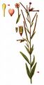 Marsh Willowherb - Epilobium palustre L.
