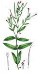 Kleinblütiges Weidenröschen - Epilobium parviflorum Schreb. 