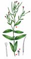 Hoary Willowherb - Epilobium parviflorum Schreb.