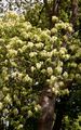 Blumen-Esche - Fraxinus ornus L.