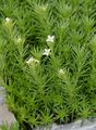 Zierliches Labkraut - Galium pumilum Murray