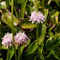 Nacktstenglige Kugelblume - Globularia nudicaulis L.