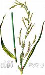 Hain-Schwaden - Glyceria nemoralis (R. Uechtr.) R. Uechtr. & Körn. 
