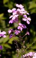 Dame's-Violet - Hesperis matronalis L.