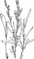 Least Lettuce - Lactuca saligna L.