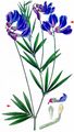 Sword-Leaved Pea - Lathyrus bauhinii P. A. Genty