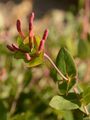Etruscan Honeysuckle - Lonicera etrusca Santi