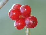 Honeysuckle - Lonicera periclymenum L.