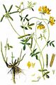 Gewöhnlicher Hornklee - Lotus corniculatus L.