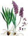 Early-Purple Orchid - Orchis mascula (L.) L.