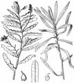 Curled Pondweed - Potamogeton crispus L.
