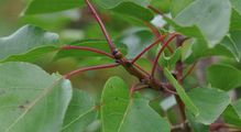 Apricot - Prunus armeniaca L.