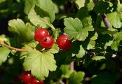 Currant - Ribes petraeum Wulfen