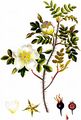 Burnet Rose - Rosa spinosissima L.