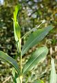 Purpur-Weide - Salix purpurea L.