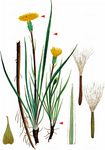 Gemüse-Schwarzwurzel - Scorzonera hispanica L. 